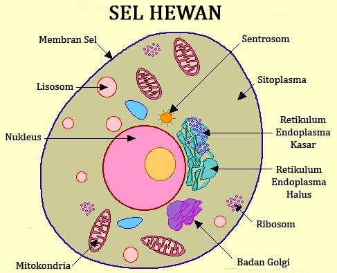  Gambar  Sel  Hewan Yang  Mudah  Untuk Digambar  Info Terkait 