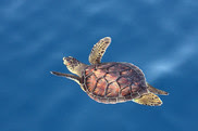 sea turtle week