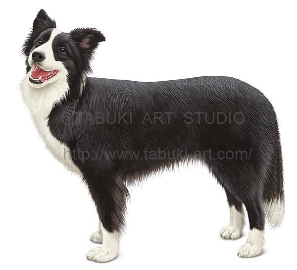 動物画像無料 これまでで最高の犬 イラスト リアル