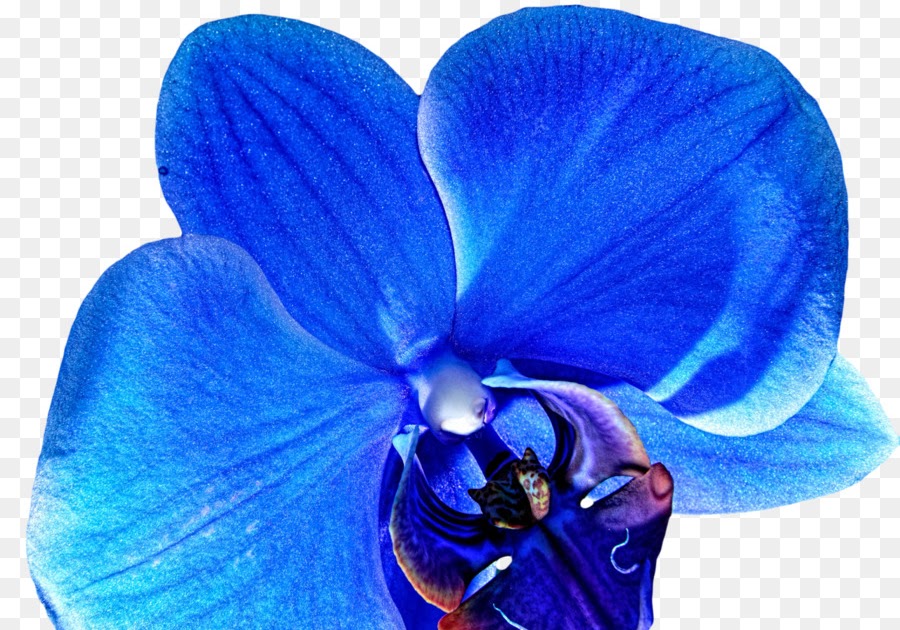 Fantastis 11 Bunga Anggrek Biru  Gambar Bunga Indah