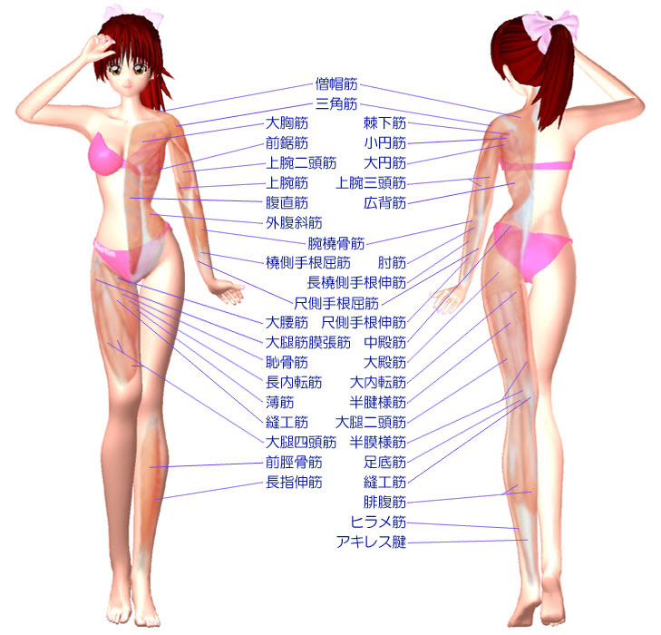最高のコレクション 女性 腕 筋肉 イラスト 最高の壁紙のアイデアcahd