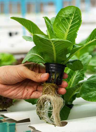 aquaponic aeroponic system - aquaponic