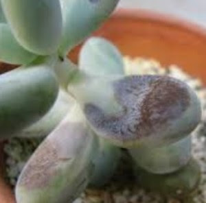 すべての美しい花の画像 最新多肉 植物 しわしわ 原因
