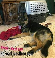 Quality bred german shepherd puppies available. Welcome To Nofearliveshere K9 S Amazing Family Protection German Shepherd Puppies
