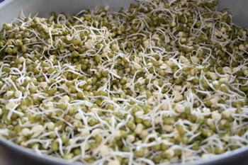 Rendam biji kacang hijau ini kurang lebih selama 24 jam. Dapur Kecil Membuat Kecambah Tauge Pendek With Love
