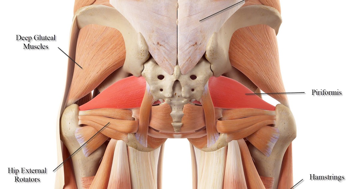 Lower Back Muscles - Back Muscles Attachments Nerve Supply ...