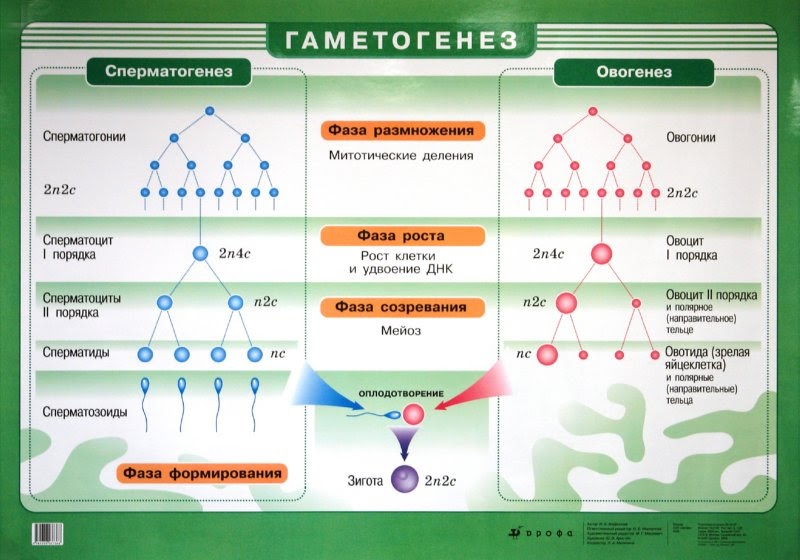 Ð‘Ð¸Ð¾: Ð“Ð°Ð¼ÐµÑ‚Ð¾Ð³ÐµÐ½ÐµÐ·. ÐžÐ¿Ð»Ð¾Ð´Ð¾Ñ‚Ð²Ð¾Ñ€ÐµÐ½Ð¸Ðµ.