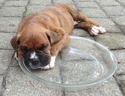 Puppies need a good start! 12 Foods You Should Never Feed Your Boxer The Daily Boxer