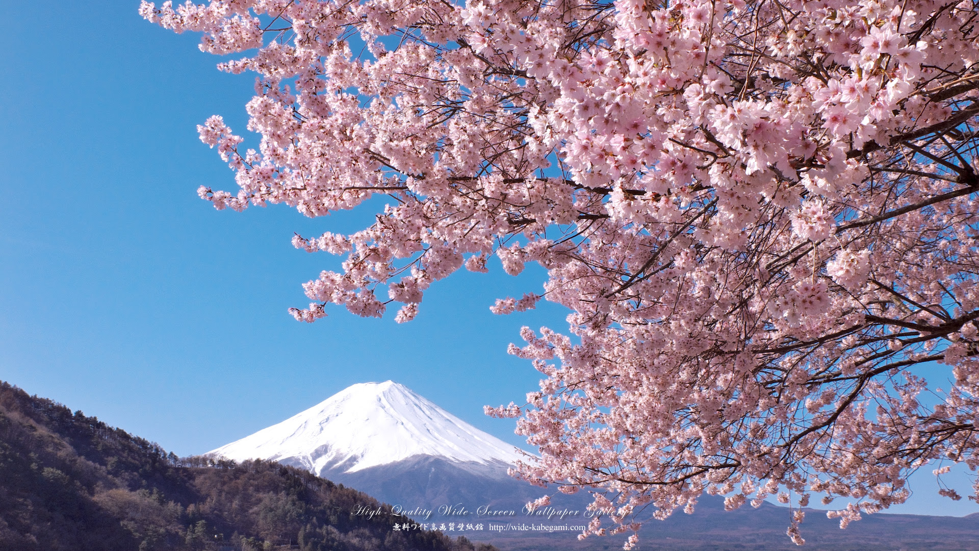 最新夜桜 壁紙 高画質 最高の花の画像