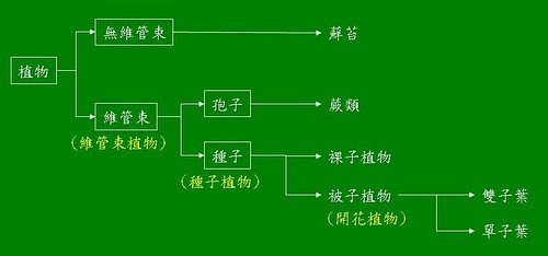 すべての花の画像 Hd限定植物分類