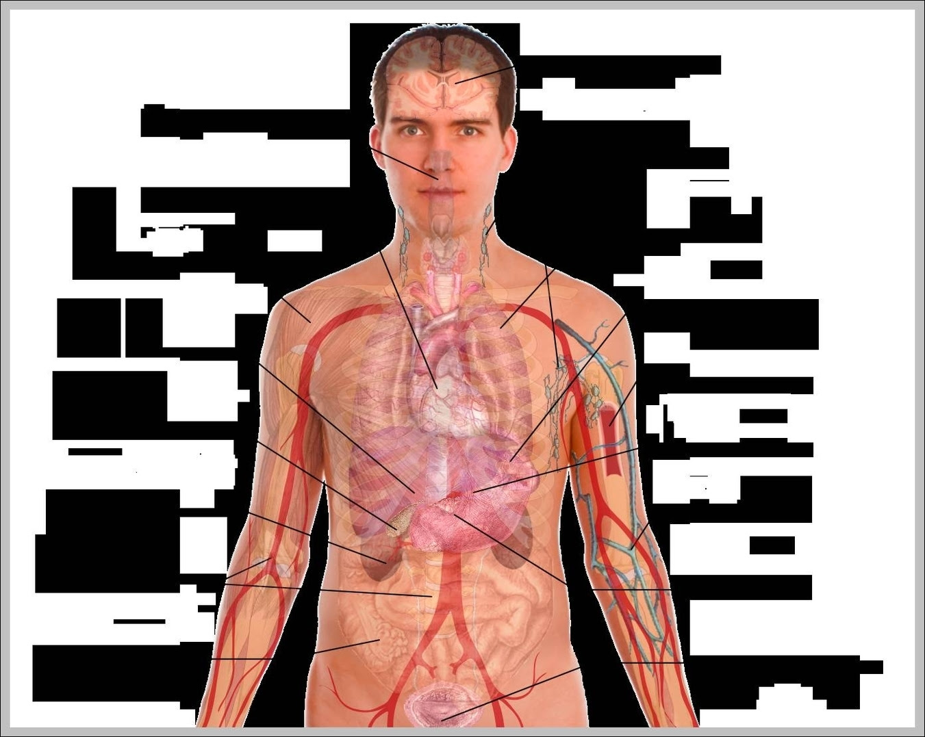 Male Anatomy Graph Diagram