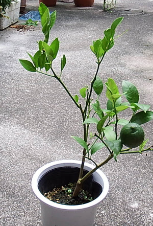 無料印刷可能レモン 育て方 鉢植え 室内 すべての美しい花の画像