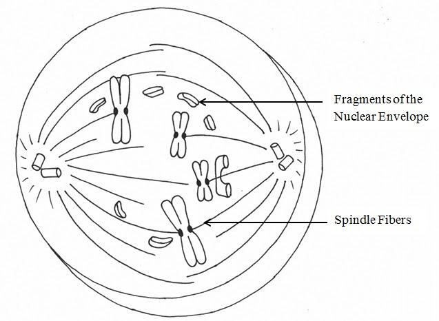 Mitosis begins with prophase, in which the chromatin coils up and condenses into compact structures called. Phases Of Mitosis Mitosis
