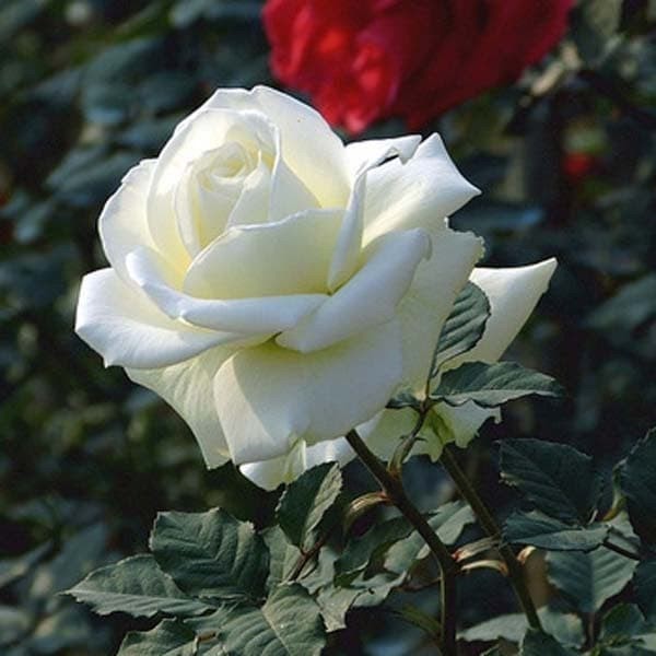 Gambar Bunga Rose Putih Mawar Ku