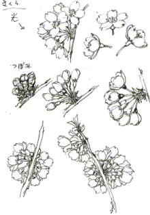 美しい花の画像 綺麗な桜の イラスト の 書き方