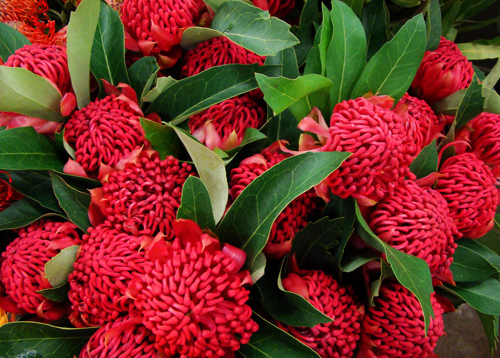Dutchbaby: Macro Monday - Protea at San Francisco Flower Mart