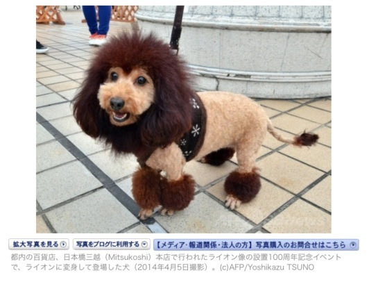動物画像無料 ぜいたくライオン カット プードル