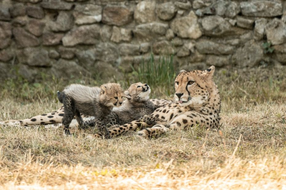 Naissance de deux guépards au Safari de Peaugres : préserver l'espèce, une priorité pour le parc animalier