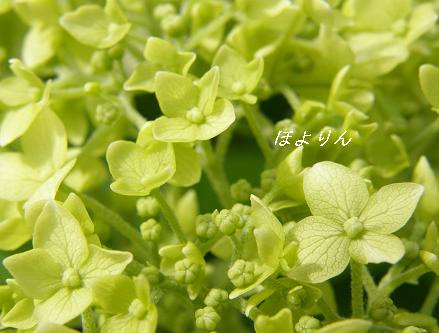 美しい花の画像 心に強く訴える黄緑 花