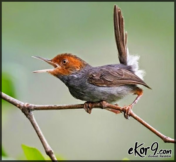 Gambar Burung Branjangan Jawa : Gambar Burung Branjangan ...