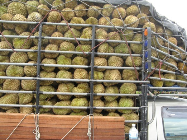 The experiences are varied, and ideally each country merits a visit of its own. Thailand To Resume Durian Exports