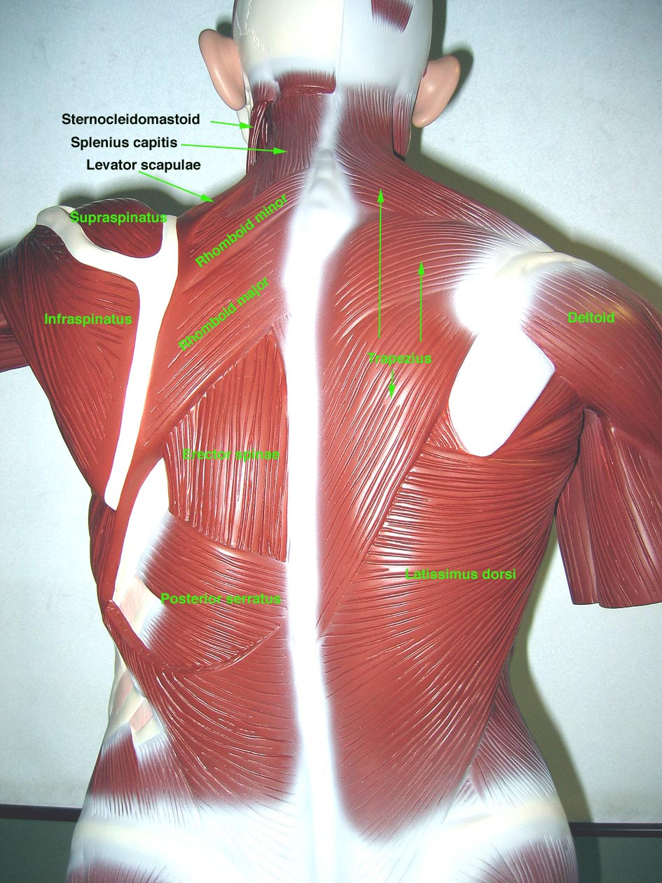 The muscles labelled in the anterior muscles diagram shown above are listed in bold in the following table: Torso In I3 310