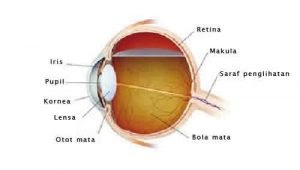 Gambar Bola Mata  Dan Bagian Bagiannya Tempat Berbagi Gambar 
