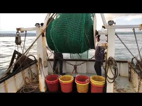 Through the Gaps! - Newlyn Fishing News: Matt's Fresh 