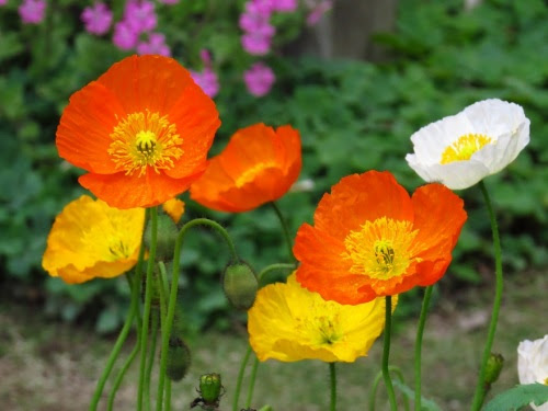 美しい花の画像 綺麗なアイス ランド ポピー 花 言葉