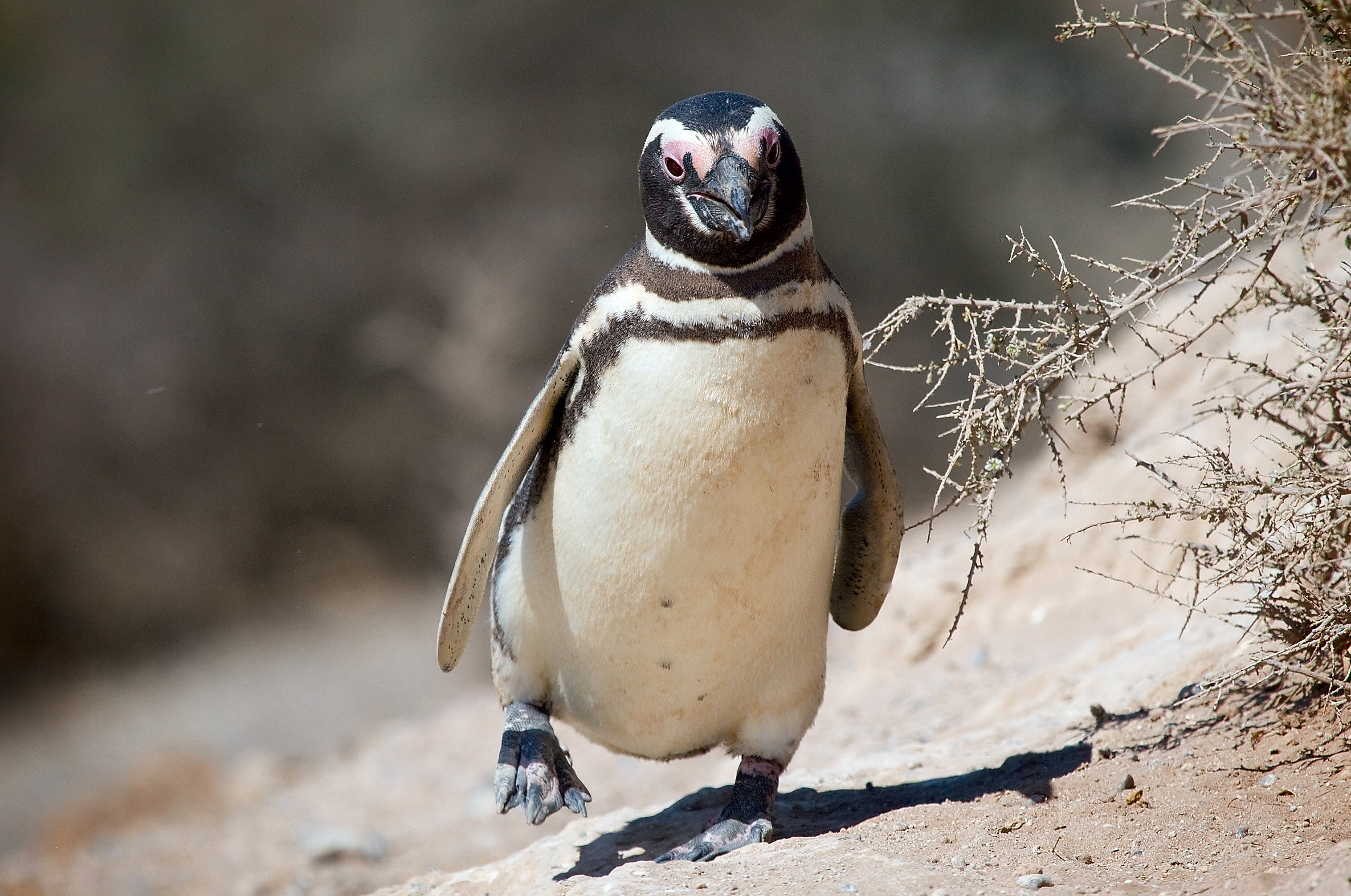 上ペンギン 写真 フリー 全イラスト集