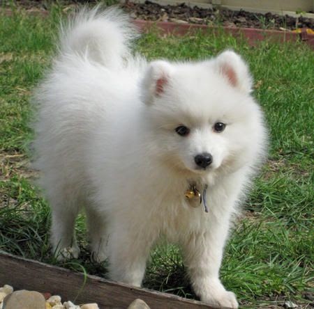 Pomeranian Japanese Spitz Mix For Sale Pets Lovers