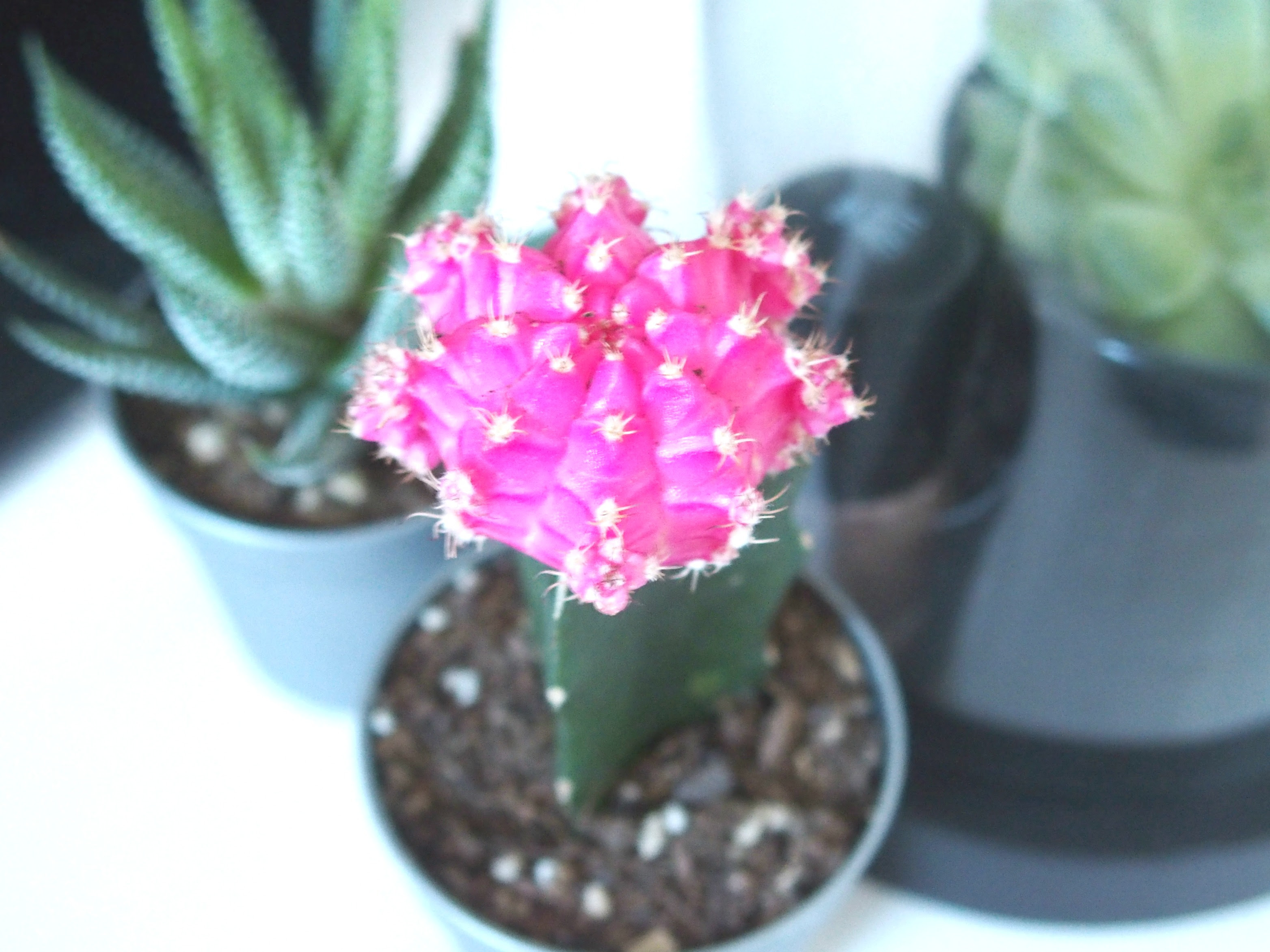 Les cactus sont souvent cultivées dans des milieux différents de leur région d'origine, le climat n'est pas le même en amérique latine et en france par de même, dans un magasin ou en serre, les températures sont différentes que dans un appartement, c'est pourquoi le déplacement d'un cactus. Comment Entretenir Une Succulente Chestnutsandpeonies Blog Nice Mode Beaute Et Lifestyle