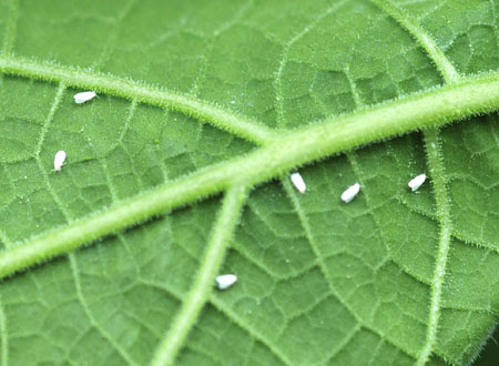最高かつ最も包括的な植物 白い 虫 最高の花の画像