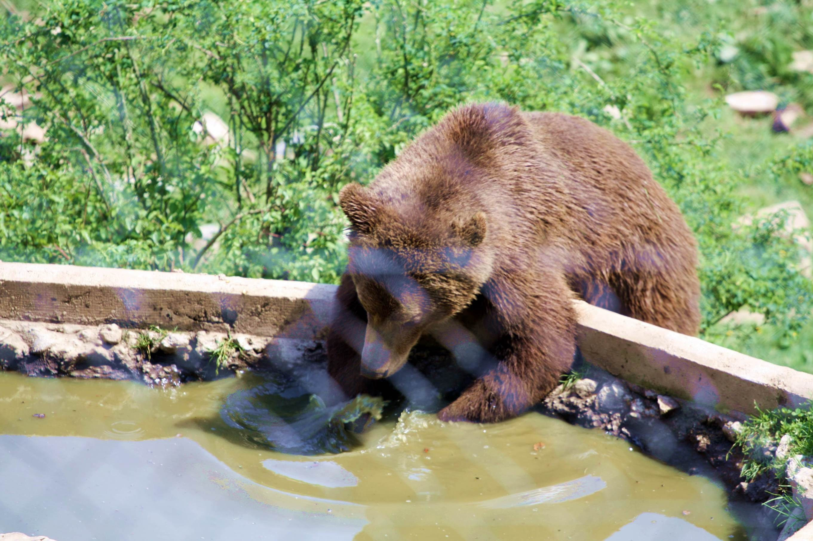 Brown Bear Kuterevo Bear Refuge Enjoying the pond made especially for the bears