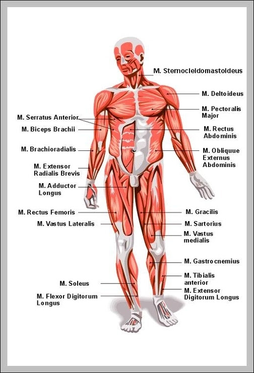 Teres major is a thick and ovoid muscle in the upper arm. Muscles Anatomy Page 6 Graph Diagram