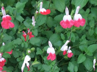 ベスト50 かわいい 花 可愛い花 名前 最高の壁紙hd
