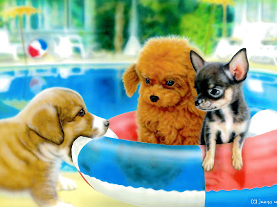 デスクトップ 壁紙 高画質 犬 228369-デスクトップ 壁紙 高画質 犬