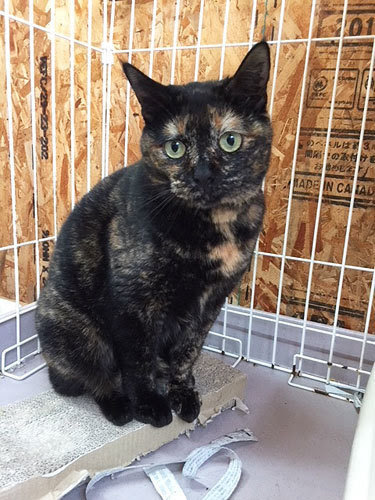 動物画像無料 ベスト50 サビ 猫 可愛い
