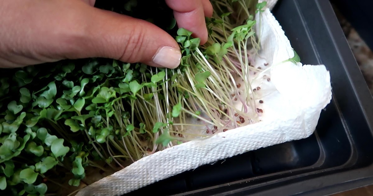 How to Grow Broccoli Microgreens Without Soil