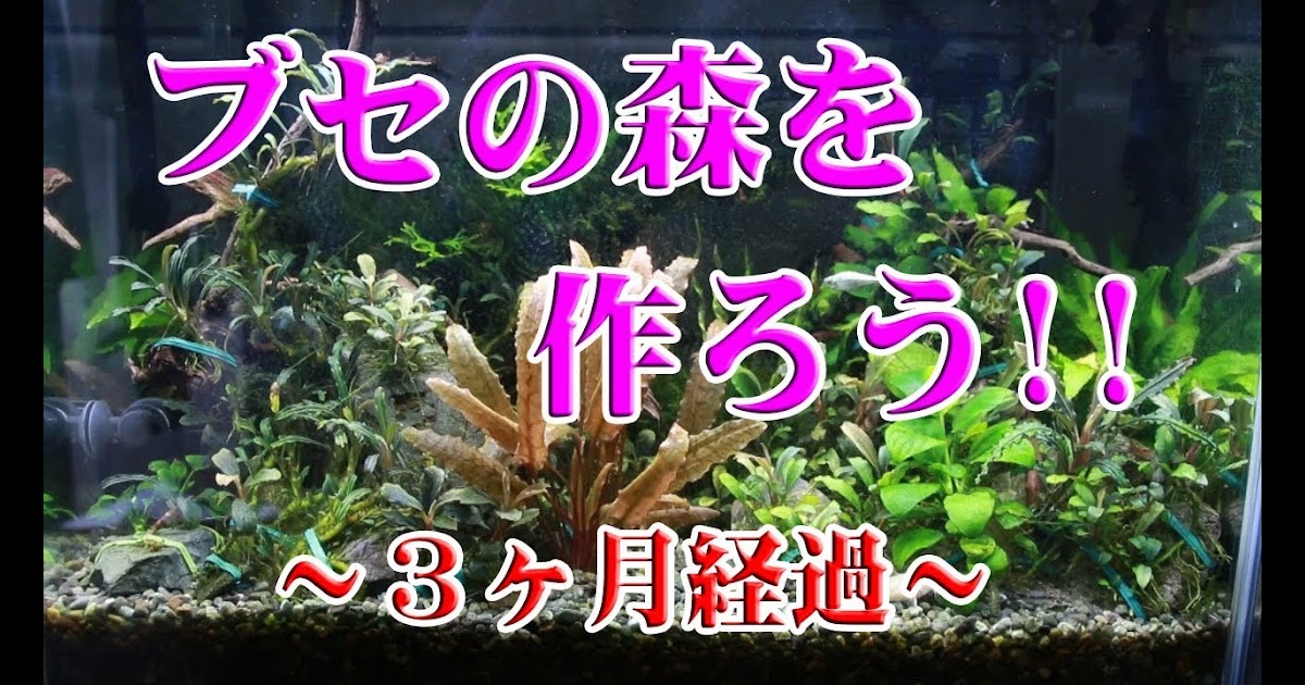 完了しました ブセファランドラ 水槽 ブセファランドラ 水槽 Gasaktuntaspkvm