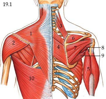 3 encouraging fast muscle growth. Back Of Arm Muscle Diagram Male Shoulder And Chest Muscles Labeled Chart On White Stock Photo Download Image Now Istock The Accompanying Muscle Diagram Reveals The Muscles Positions Beneath The