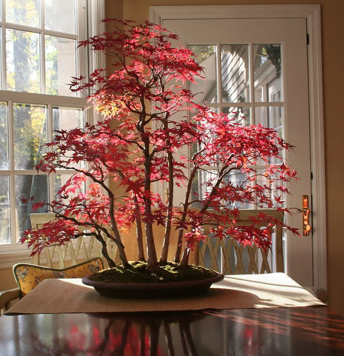 Bonsai
                                                          Maple Forest
                                                          In Autumn