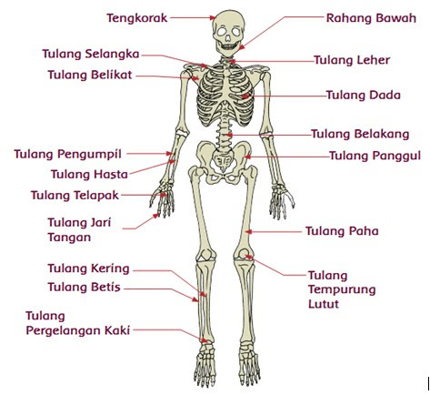  Organ Tubuh Katak Dan Fungsinya Blog Kesehatan Anda