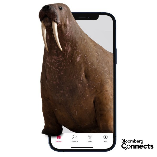 The Horniman walrus coming out of a mobile phone, alongside the Bloomberg Connects logo.