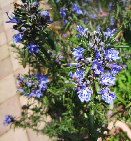 最高かつ最も包括的なマリン ブルー 花 最高の花の画像