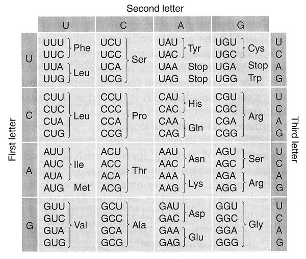 Dna coloring transcription and translation answer key. Exam 2 Answer Key