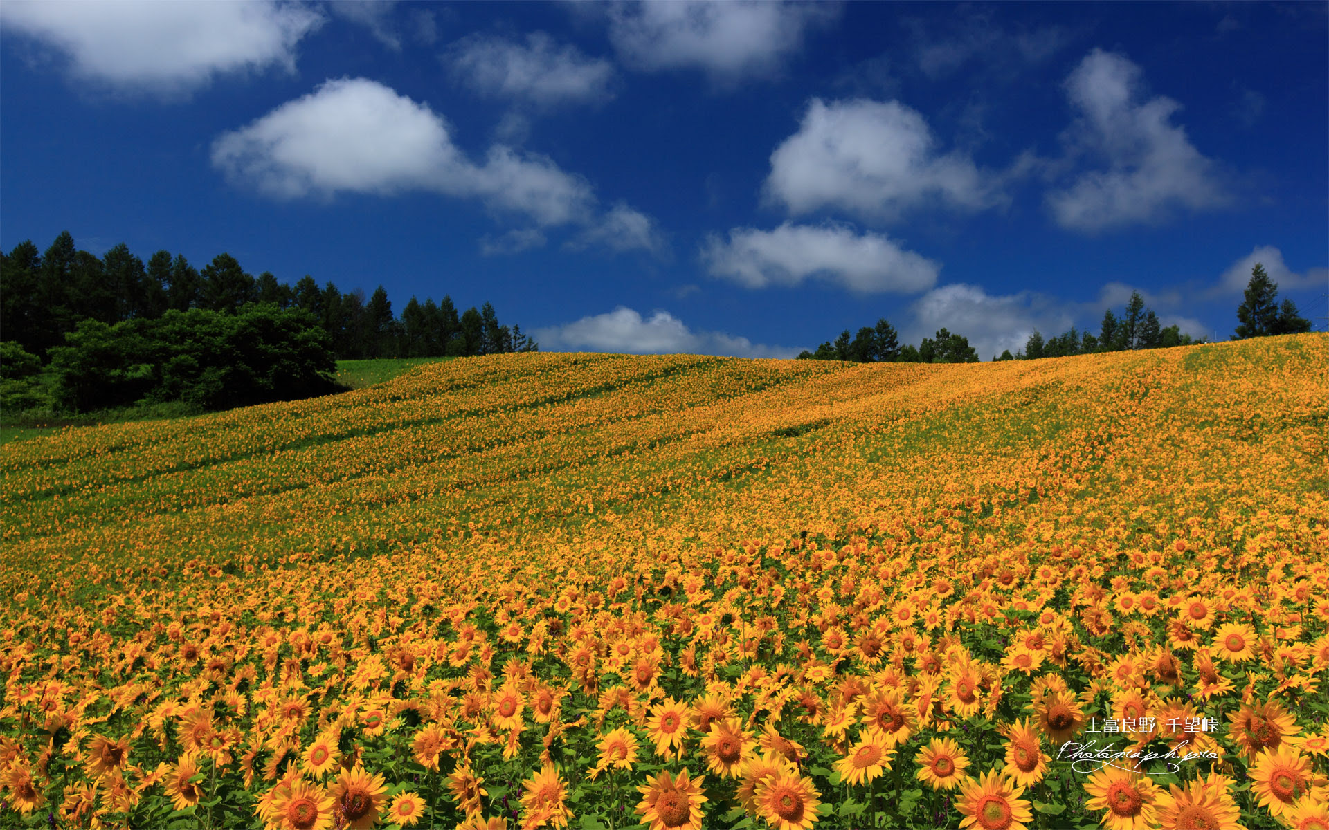 新着スマホ 壁紙 ひまわり 最高の花の画像