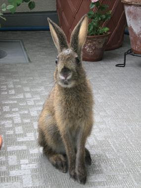 ぜいたく野 うさぎ 飼う 最高の動物画像