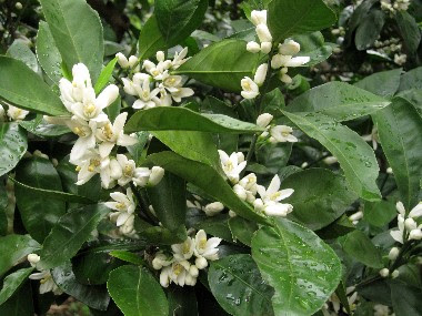最高5 月 白い 花 甘い 香り すべての美しい花の画像