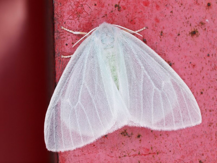 新着白い 蛾 大量 発生 美しい花の画像